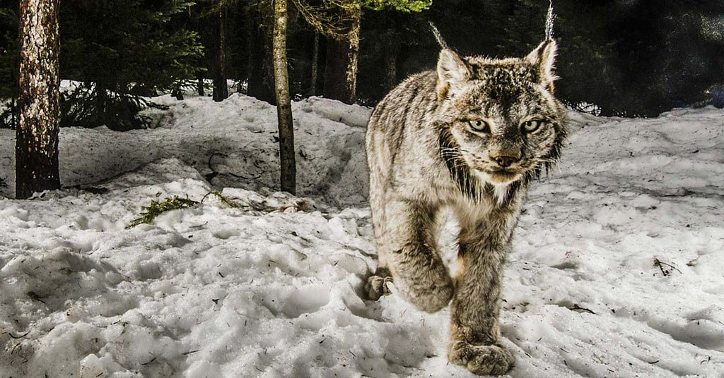 Washington’s endangered lynx make a breakthrough
