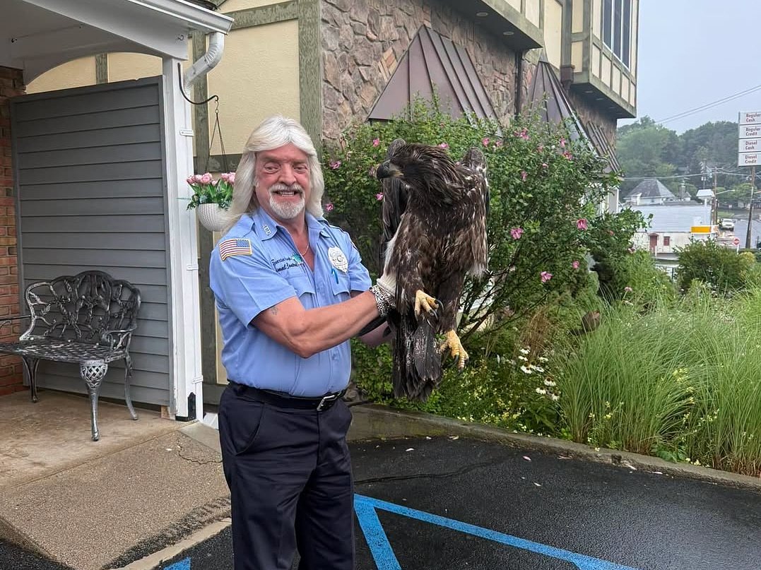 Bald eagle found injured in N.J. parking lot recovering at wildlife rehab center