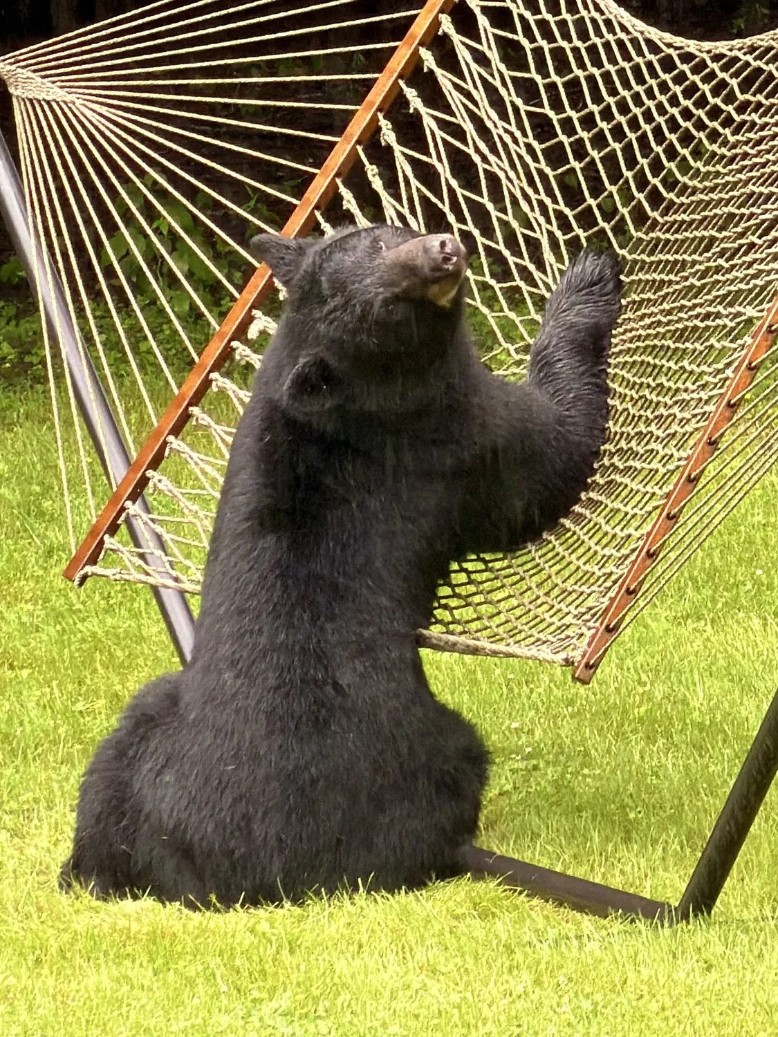 Bearly hanging on