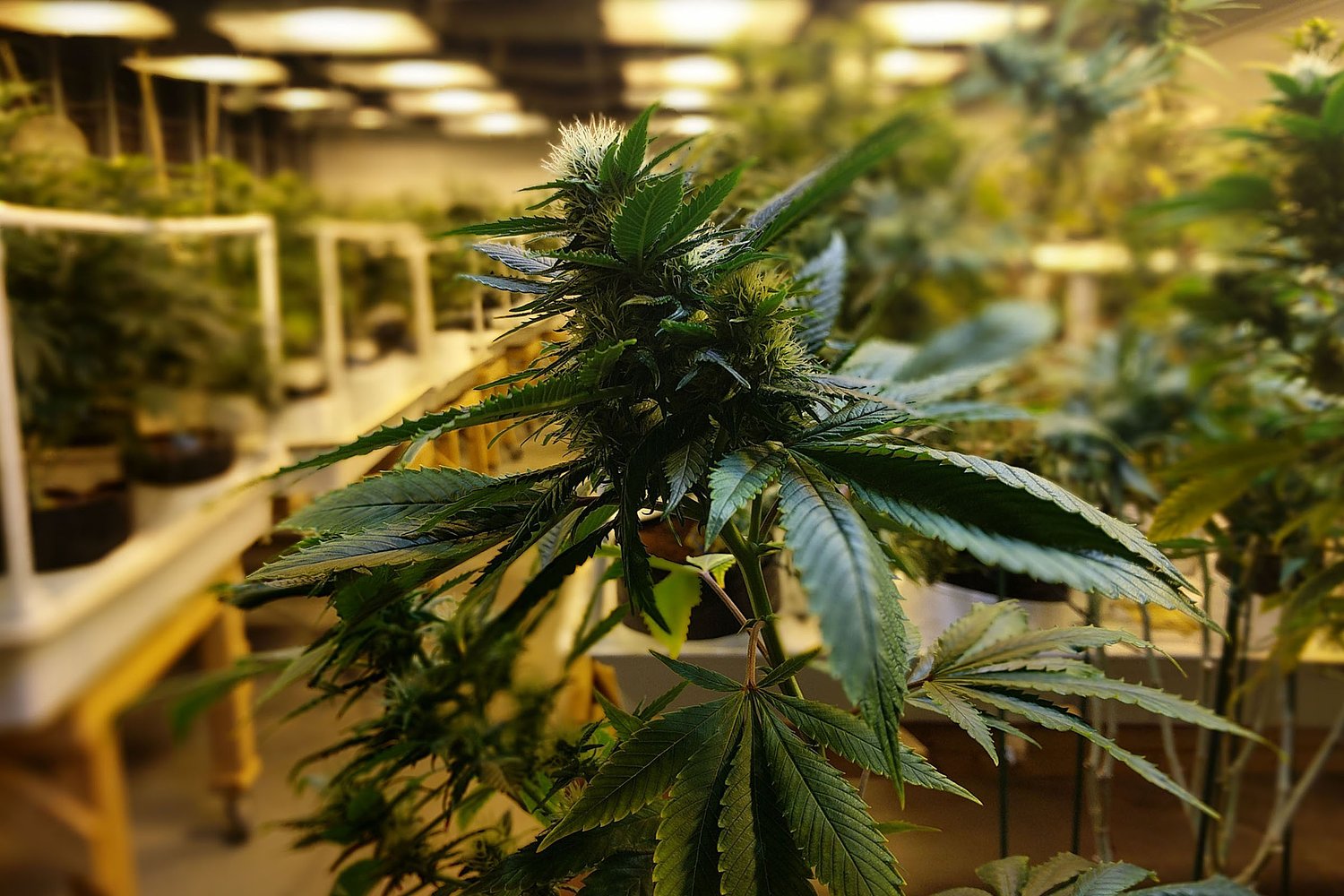 Why Vermont weed costs twice as much as Massachusetts