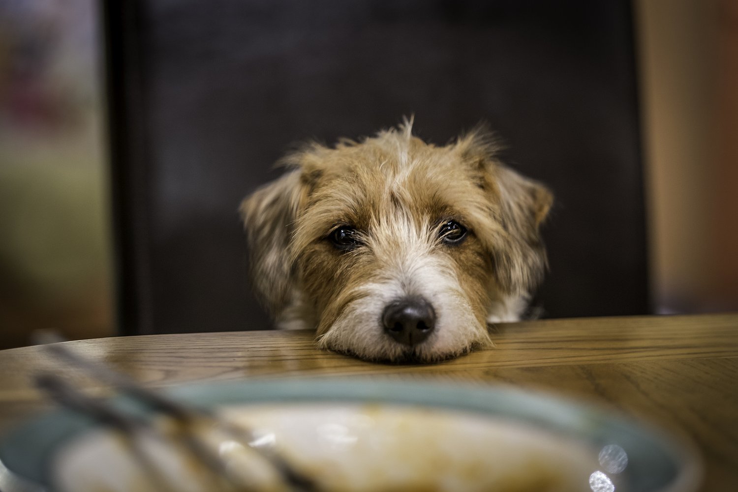 Dear Annie: Wife’s volunteering has spiraled into an obsession with bringing home rescue dogs