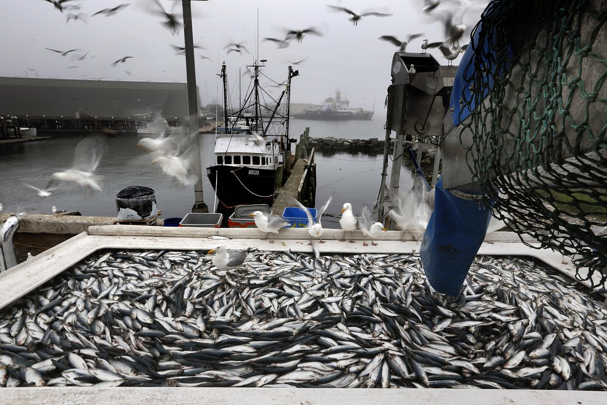 Rockland seafood landings plummet to record low