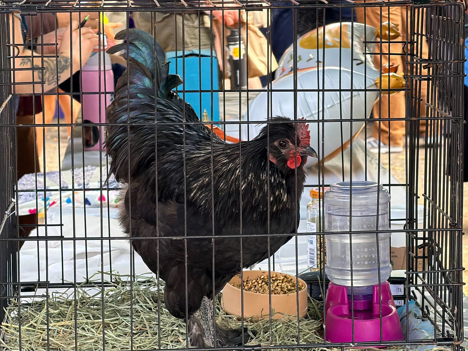 How a Chicken Beauty Contest Ended Up Meaning Something.