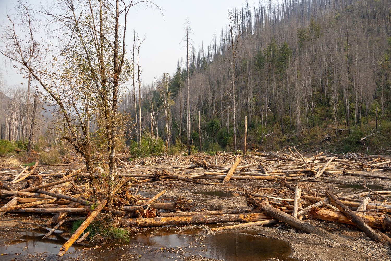 McKenzie Watershed Alliance investigated over alleged $1.5 million embezzlement 