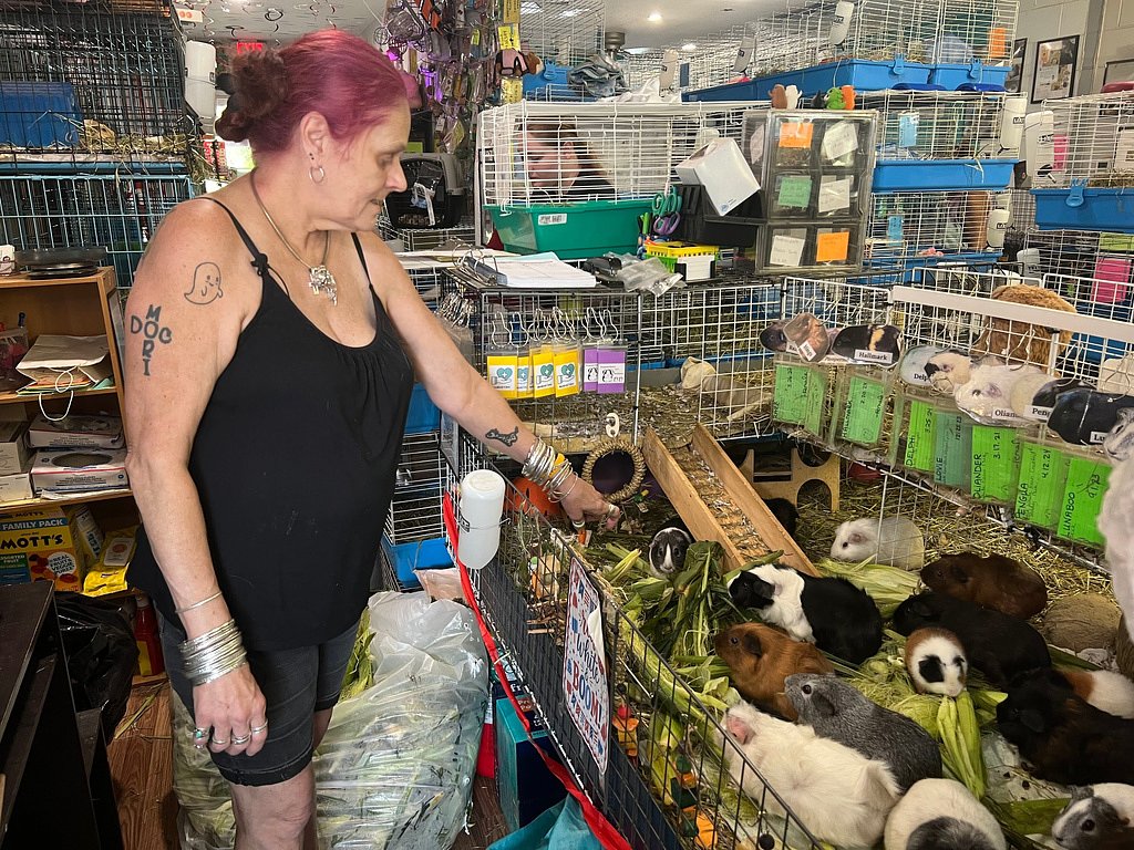 Hundreds of guinea pigs fill Massachusetts sanctuary with squeals, purrs and lots of love