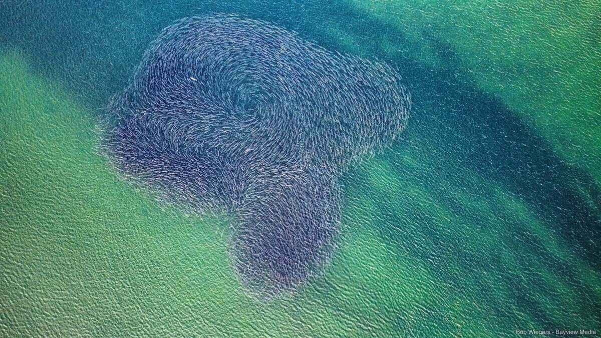 He went looking for sharks in Saco Bay. He found something else instead.   