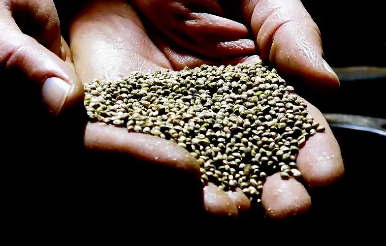 NH attorney general joins push for federal hemp regulations