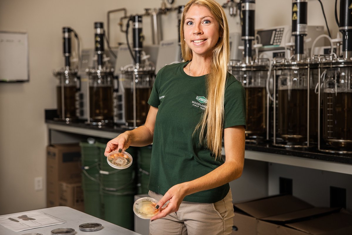 The fungus that could save Maine’s trees one seedling at a time