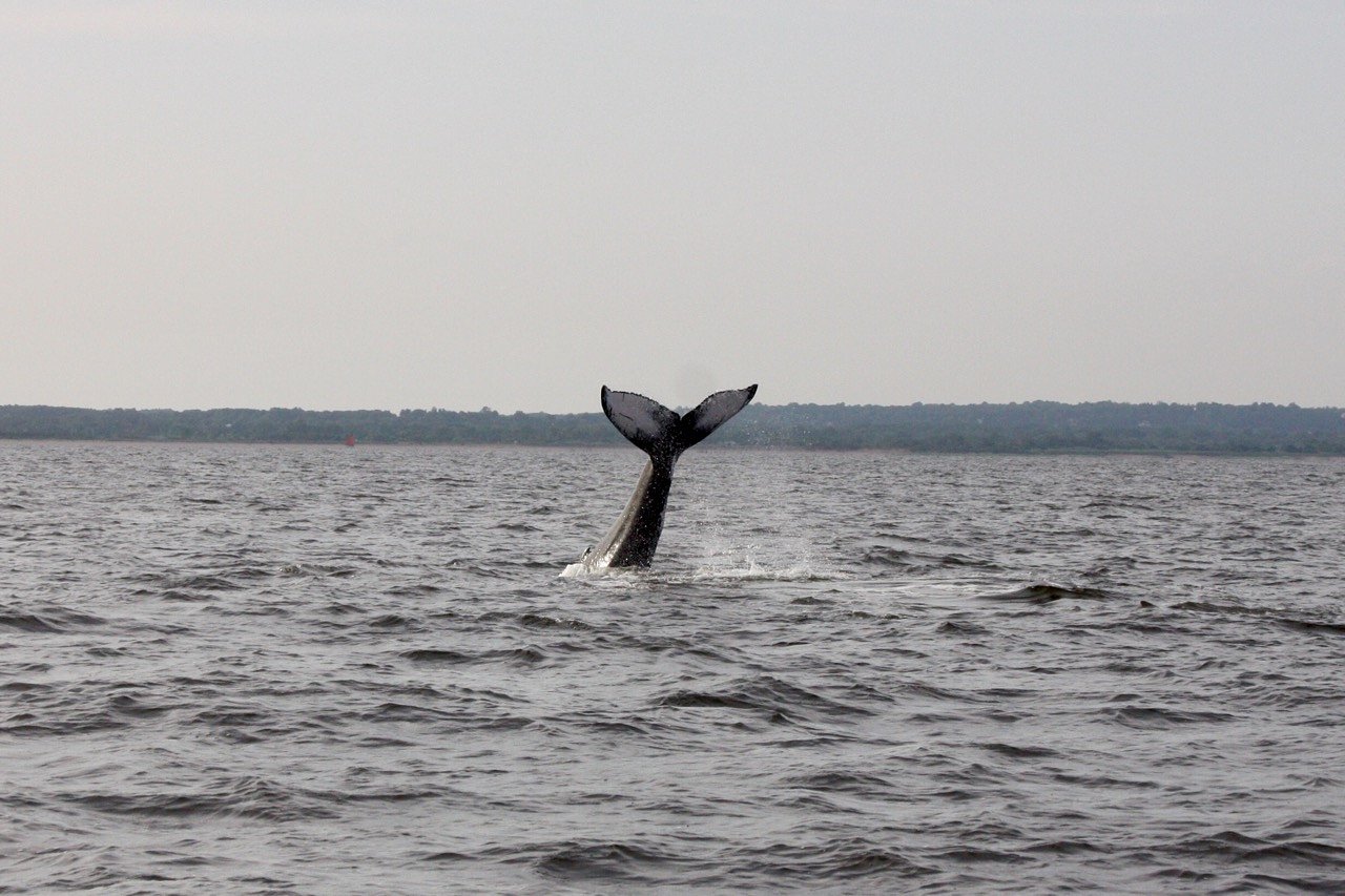Breaching whale strikes N.J fireboat on Fourth of July, sending crew overboard