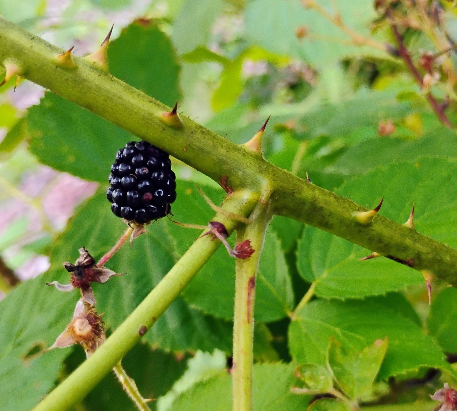 Take Me Outside: Understanding plant defenses
