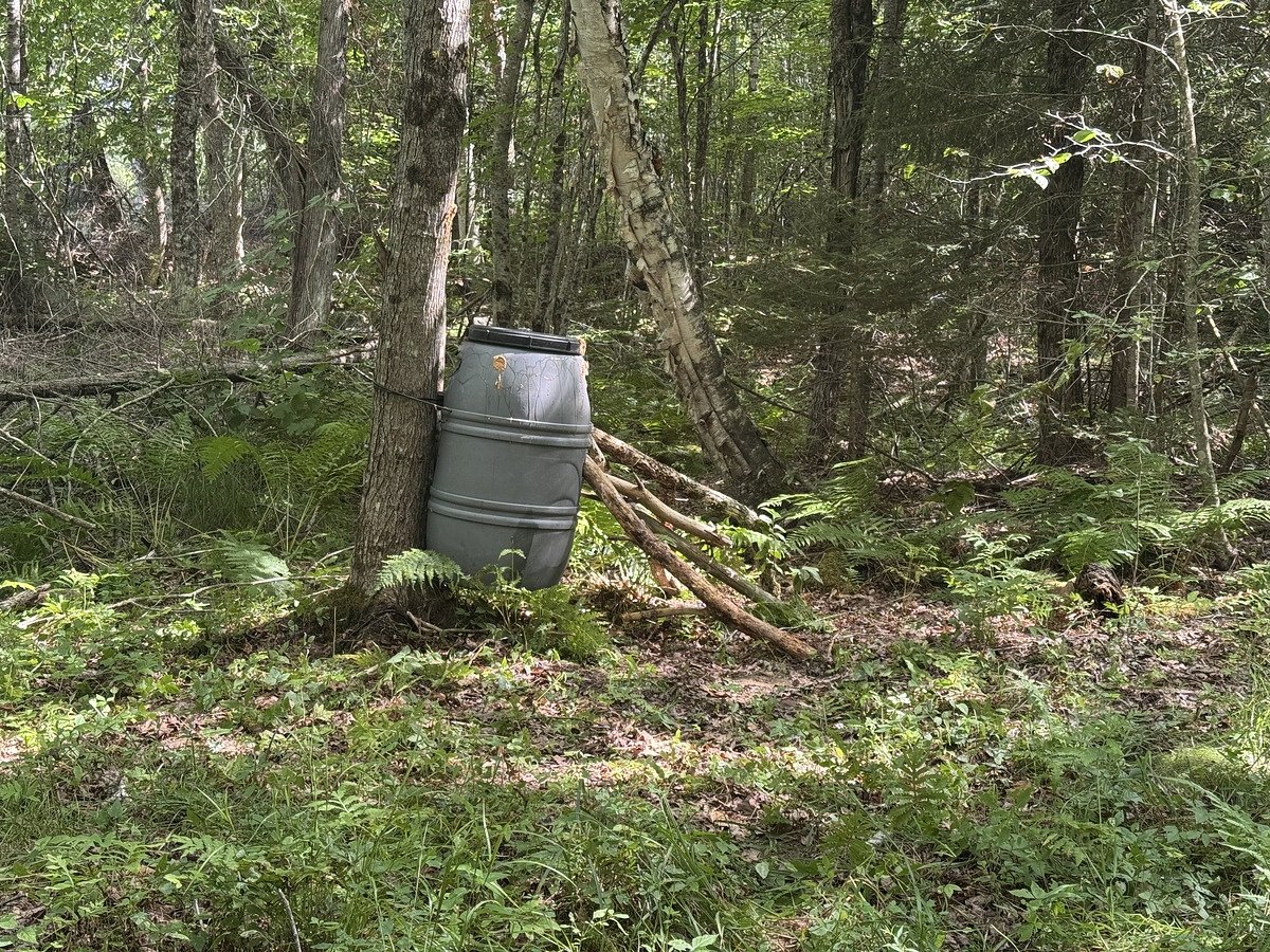 I hired a Maine guide in the past. Here’s what I’m learning about bear baiting on your own