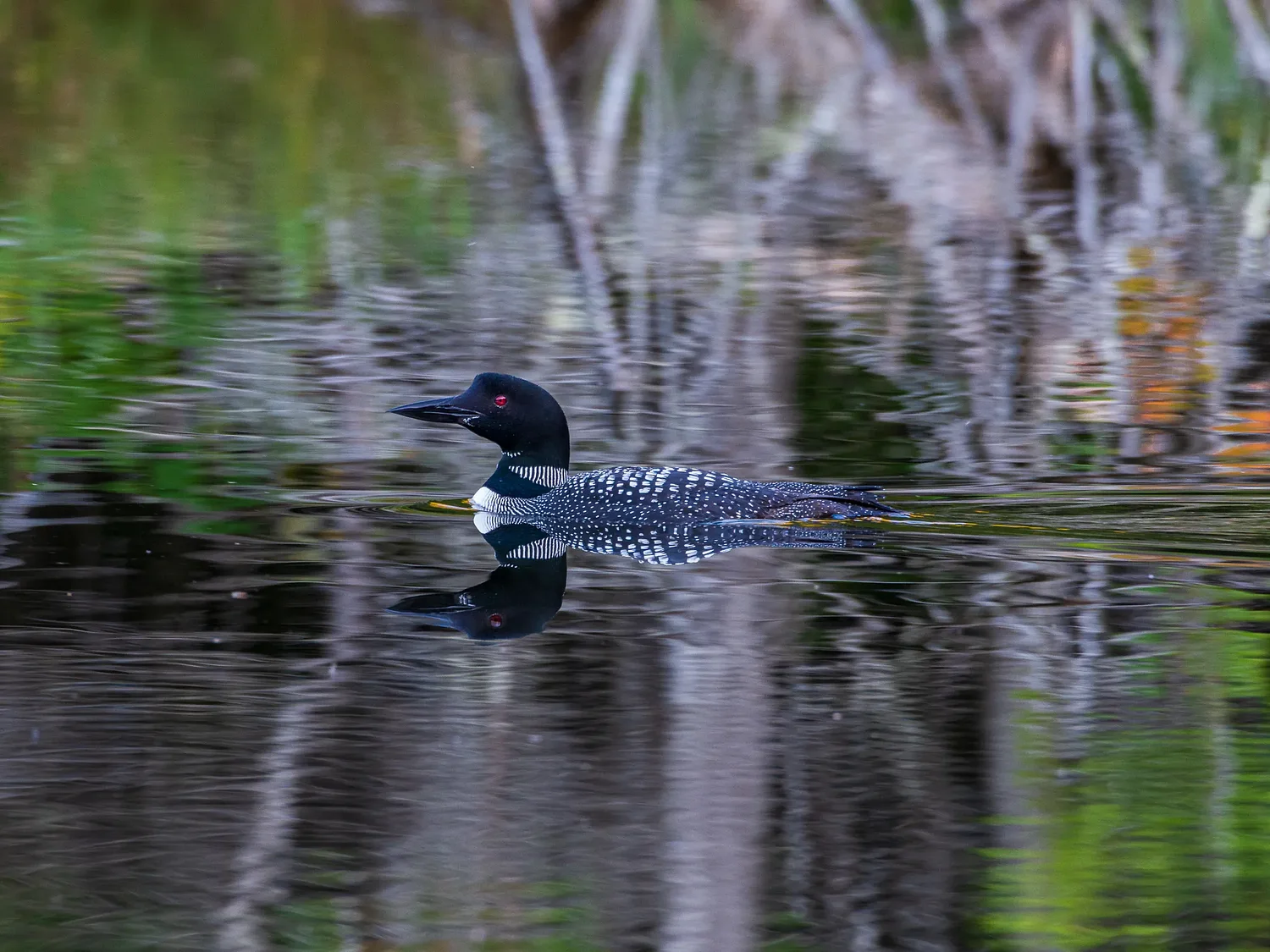 The more you look, the more toxins you'll find in N.H. loons