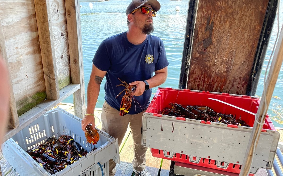 A midcoast lobster wharf is back under local ownership