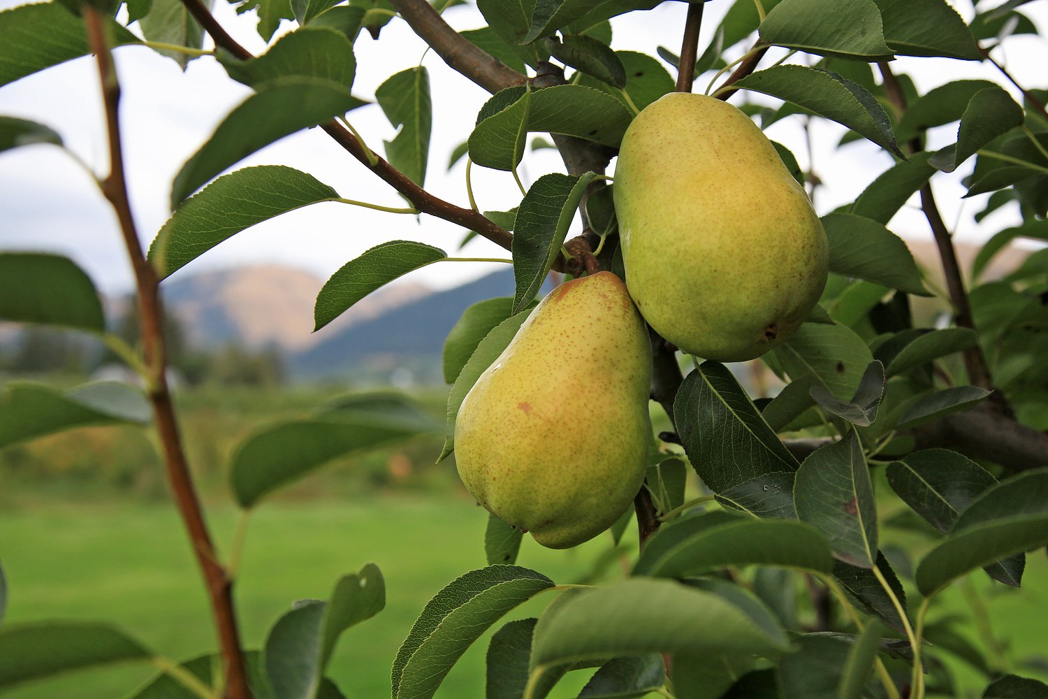 Oregon pear crop value collapses, prompting governor to seek federal aid