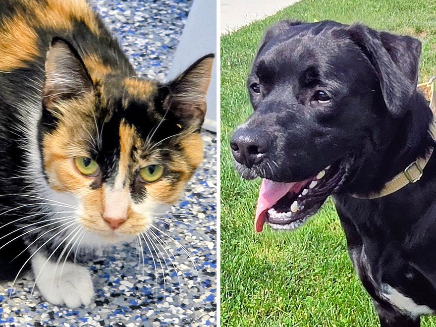 Pets of the week: Molly is shy.  Nugget wants to be your walking buddy