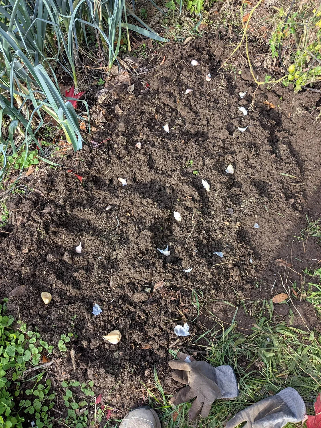 Growing your own garlic: Plant a clove, get 10. Heck of a deal.