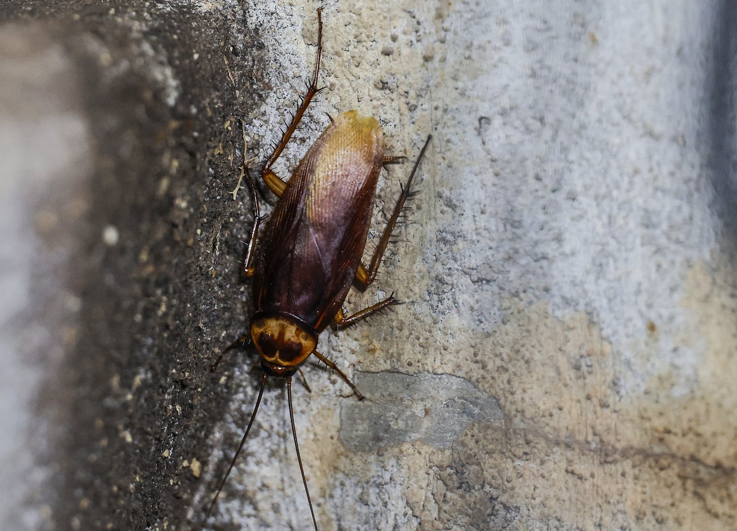 Person throws box full of cockroaches at Ohio library worker