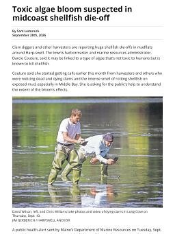 Toxic algae bloom suspected in midcoast shellfish die-off