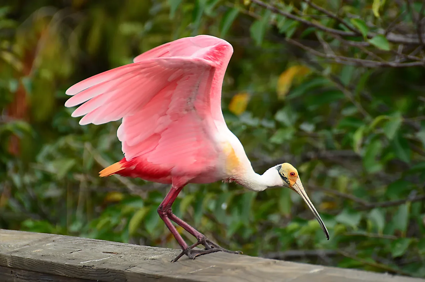 Speaking of Nature: Nikonus and Iso — The gods of photography