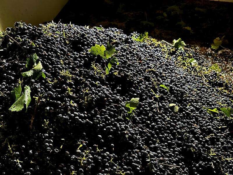 California farmers are struggling to sell grapes as demand for wine drops