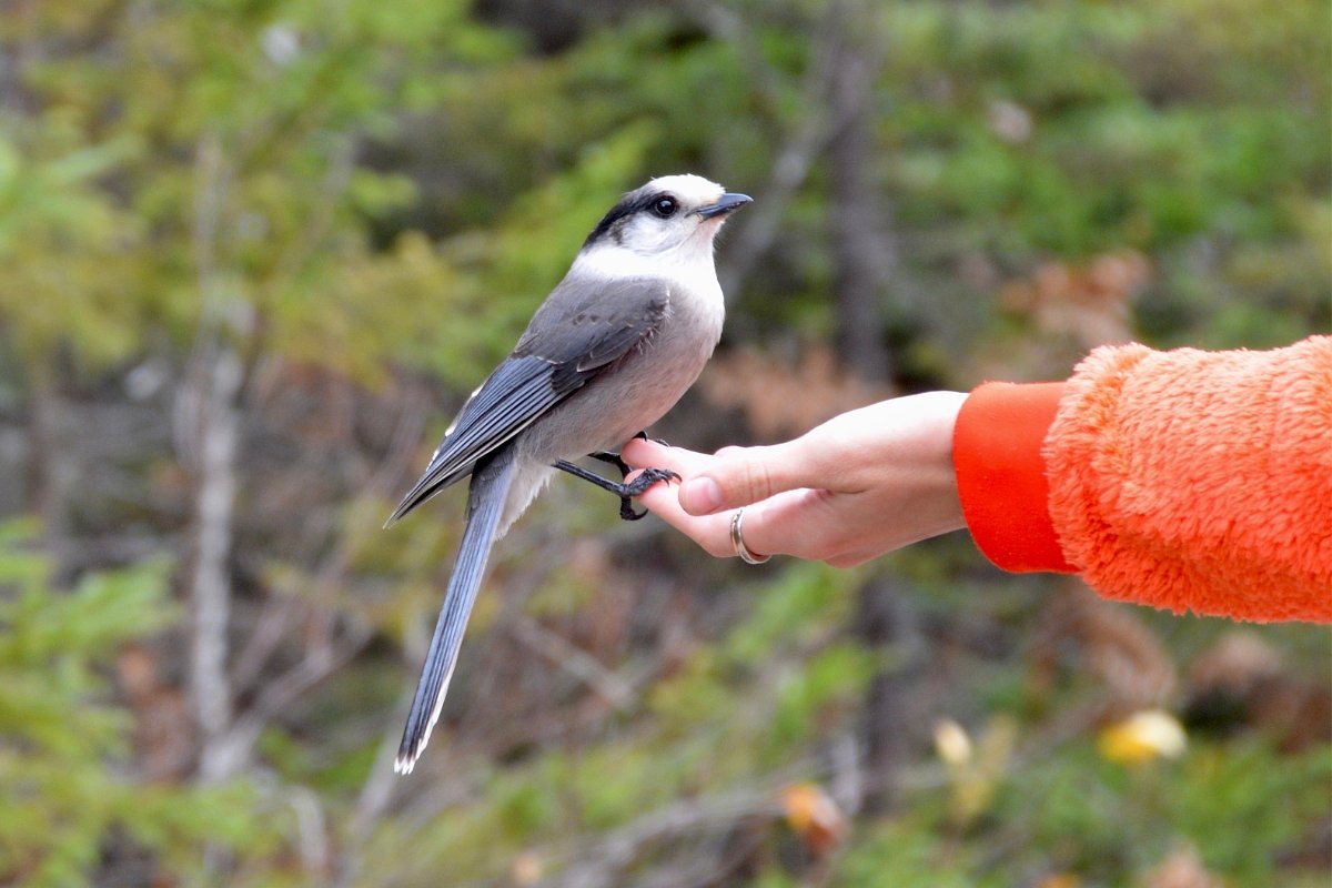 This northern bird will eat right out of your hand