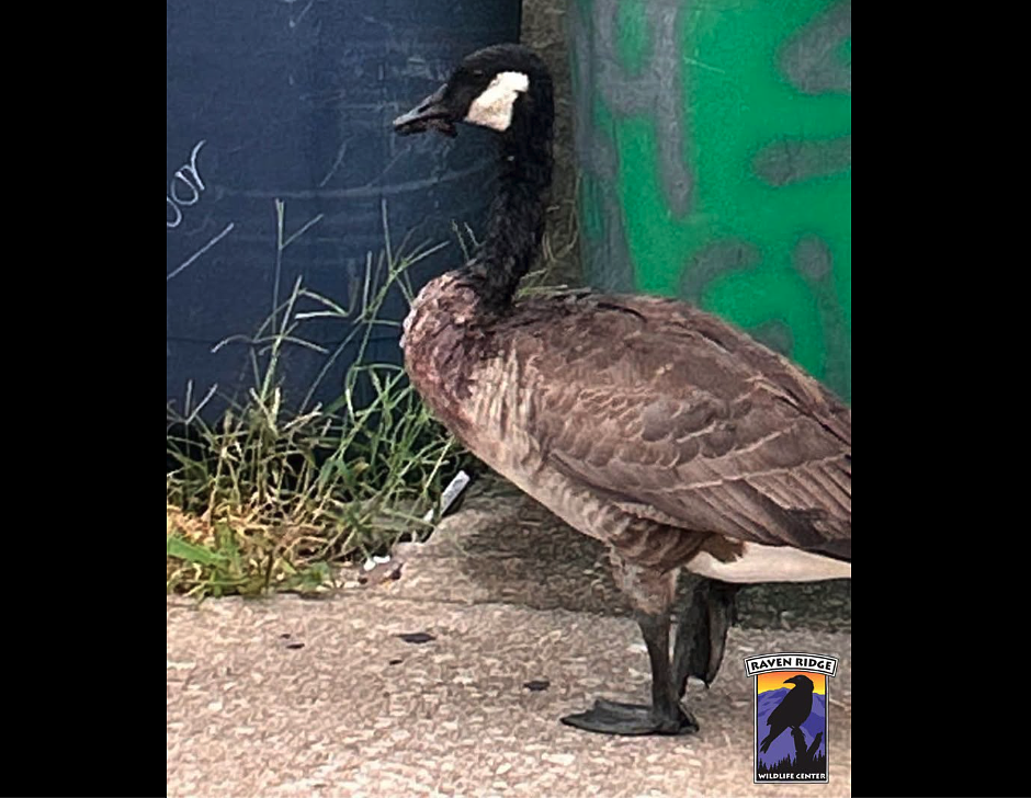 Dazed and injured goose rescued from busy city street with rusted ring stuck on its bill