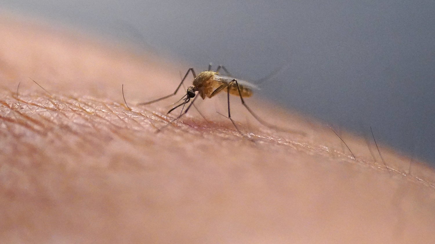 What are the symptoms of Zika virus and how long do they typically last?