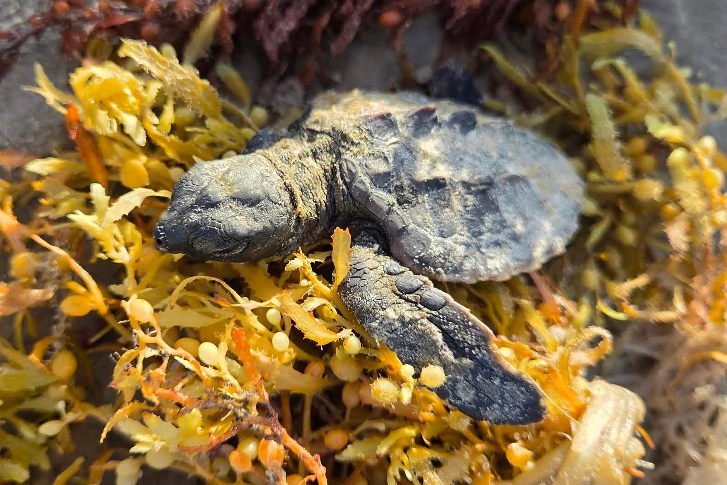 Texas' record sea turtle boom has a heartbreaking downside