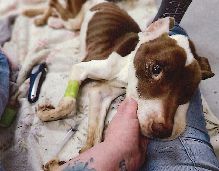 Trial awaits Bay City woman accused of abandoning 3 dogs ‘to die in those cages’