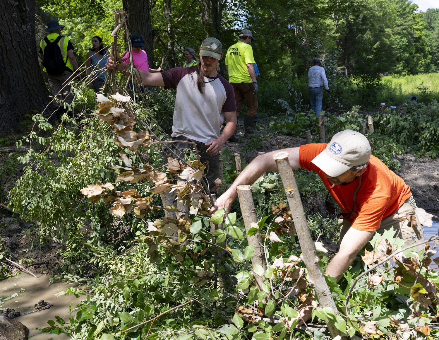 Fairways to wetlands: Restoration at old Northampton golf course is letting nature take back the land