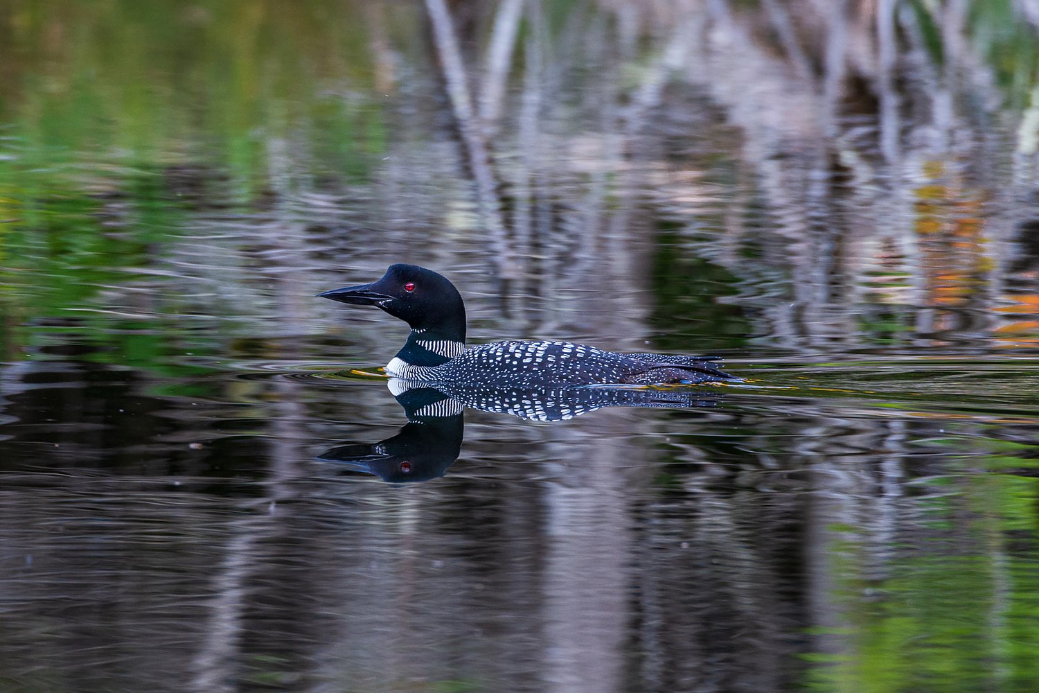 The more researchers look, the more contaminants they find in New Hampshire’s loons