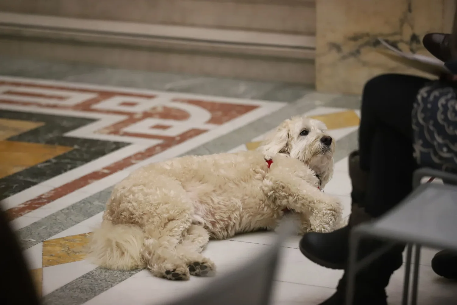 Mass. House tees up vote on animal welfare bill that drops pet shop sales ban