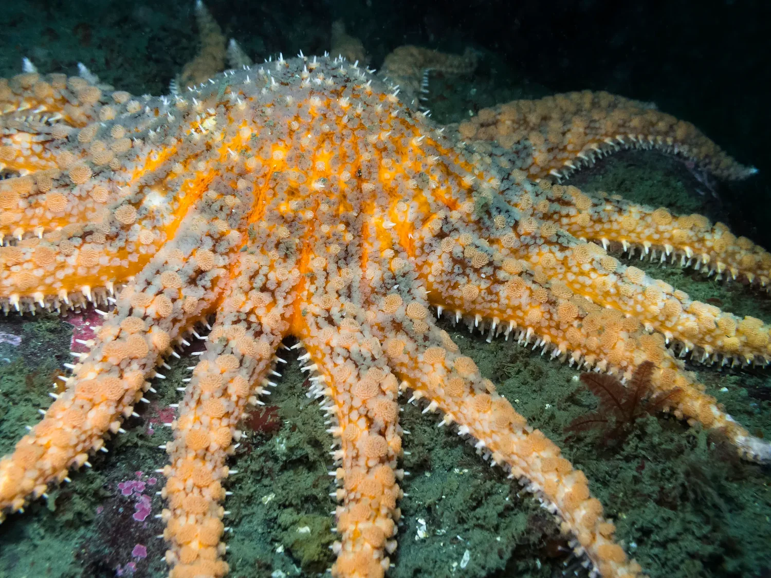 Good Morning, News: Canadian Tariffs Paused, the Fight to Save Sunflower Stars From Extinction, and Multnomah County’s Fight Against Oil and Gas Companies Continues in Court. By Courtney Vaughn.