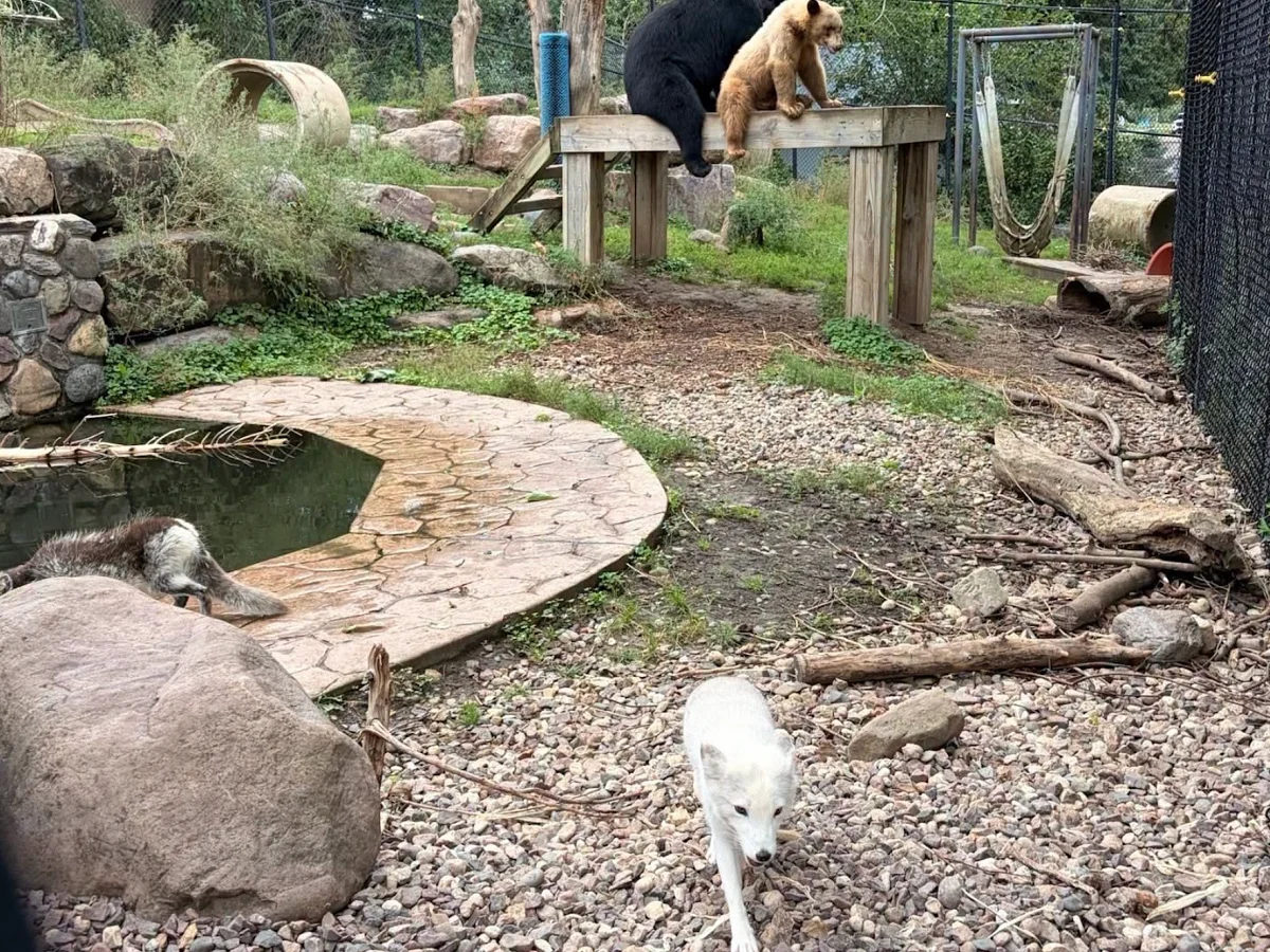 Good Morning, News: Americans Are Divided on Empathy, Oregonians Dislike Tom Dundon, and an Update on Arctic Fox Luna. By Taylor Griggs.