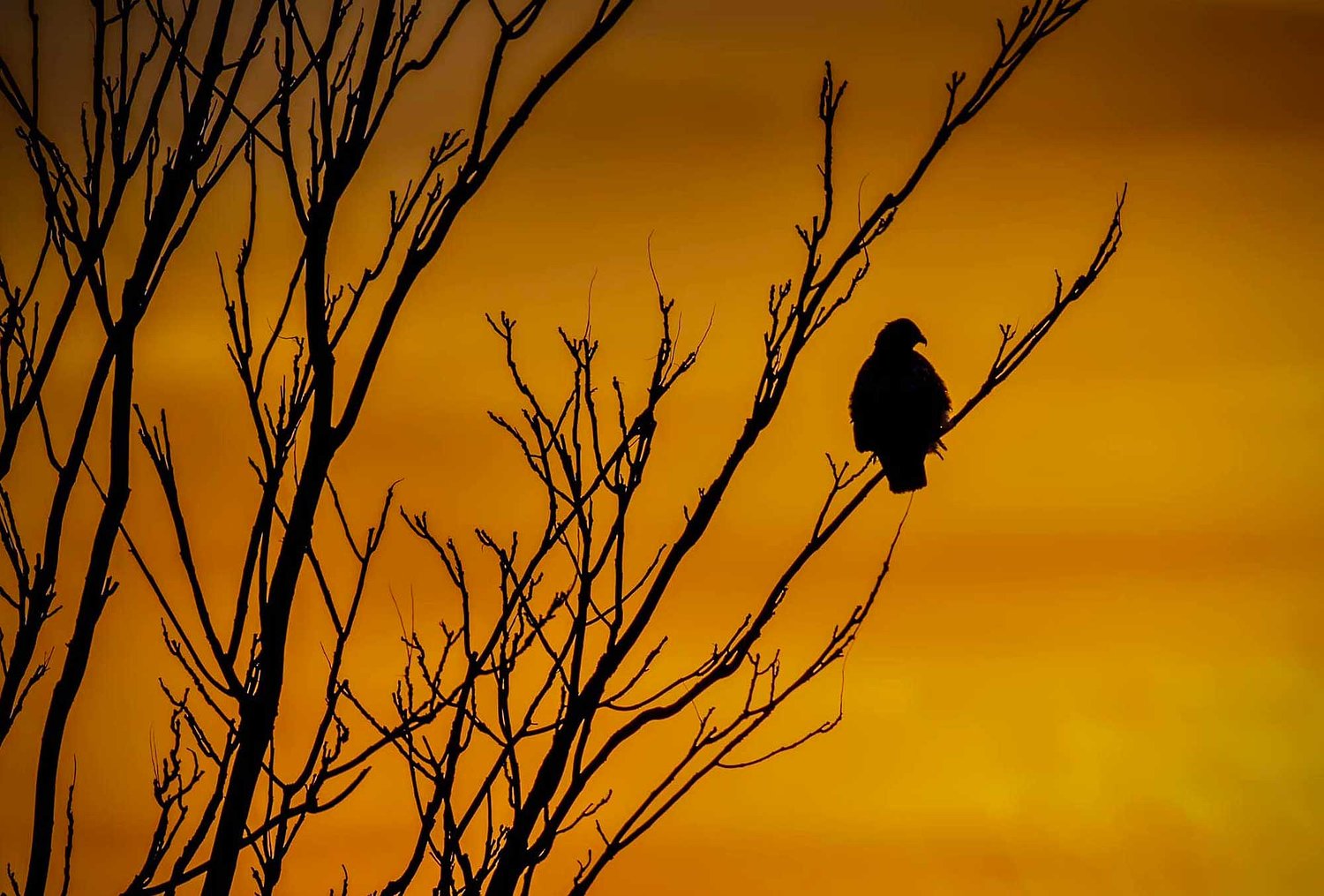 Will County forest preserve programs include twilight hikes, wildlife walks, pumpkin smashing and more