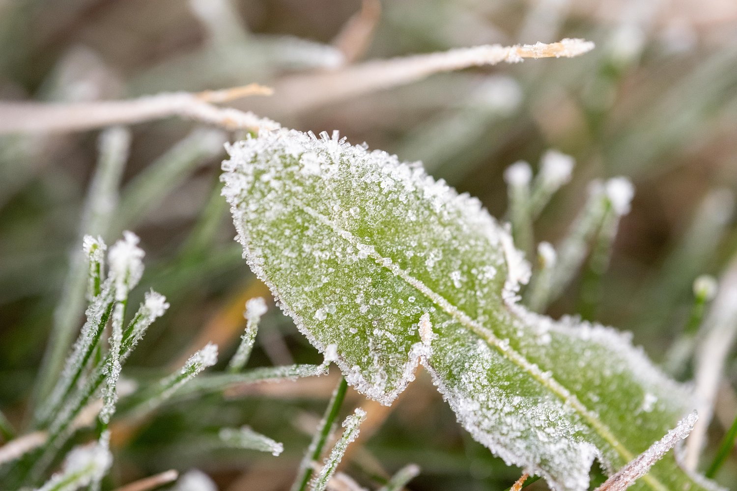 Mass. weather: Frost, freezing temps expected overnight