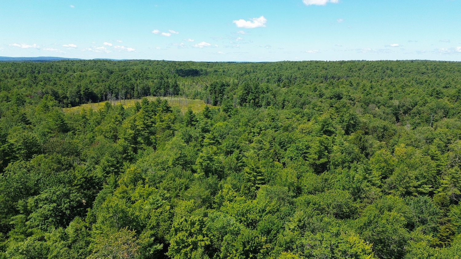 Fish and Game, Mount Grace partner to protect 43 acres in Winchendon