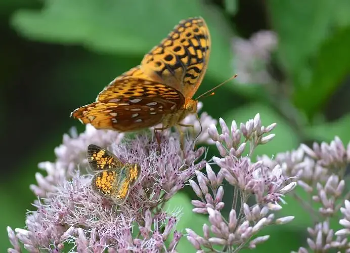 Arts Ahead: Bird talk, film festival, pollinator celebration and more