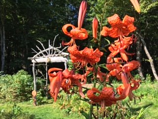 Lincolnville Master Gardener opens garden to view