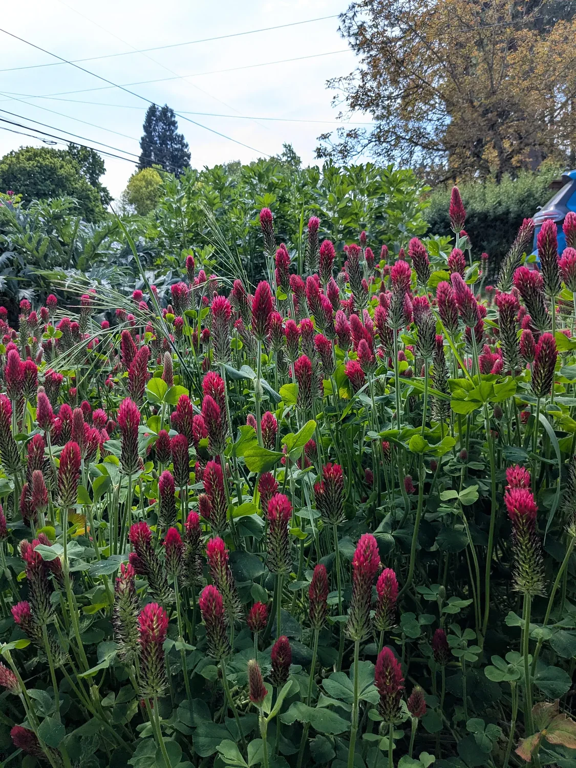 It's time to plant cover crops in your garden. Here are a few favorite options.