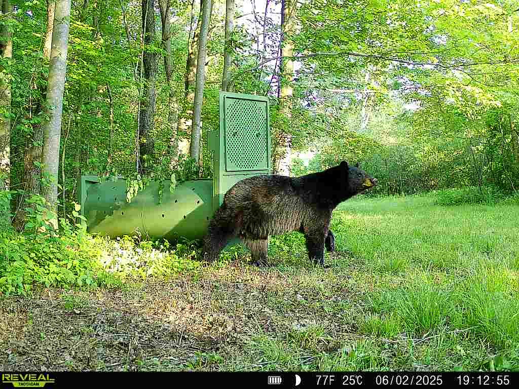 Black bear spotted on camera making its way through Pepper Pike