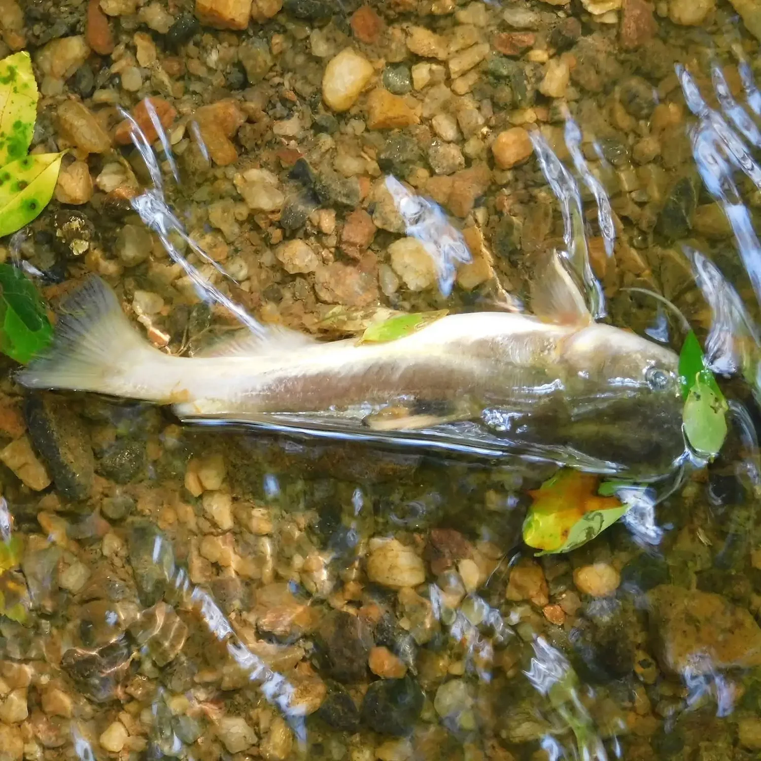 Investigation ongoing into South River fish kill, officials say no chemical link