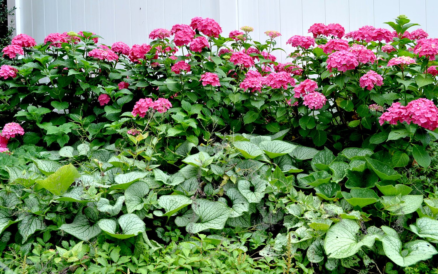 This standout hydrangea has big July flowers: George’s Plant Pick of the Week