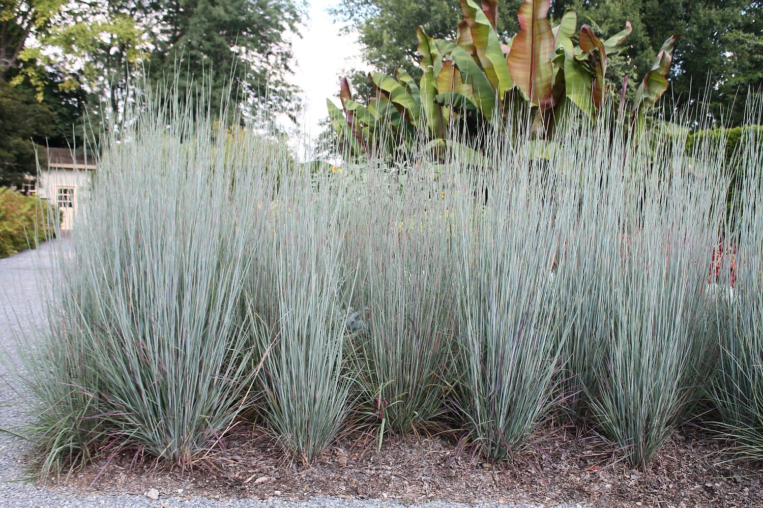 Instead of floppy ornamental grasses, try this colorful native: George’s Plant Pick