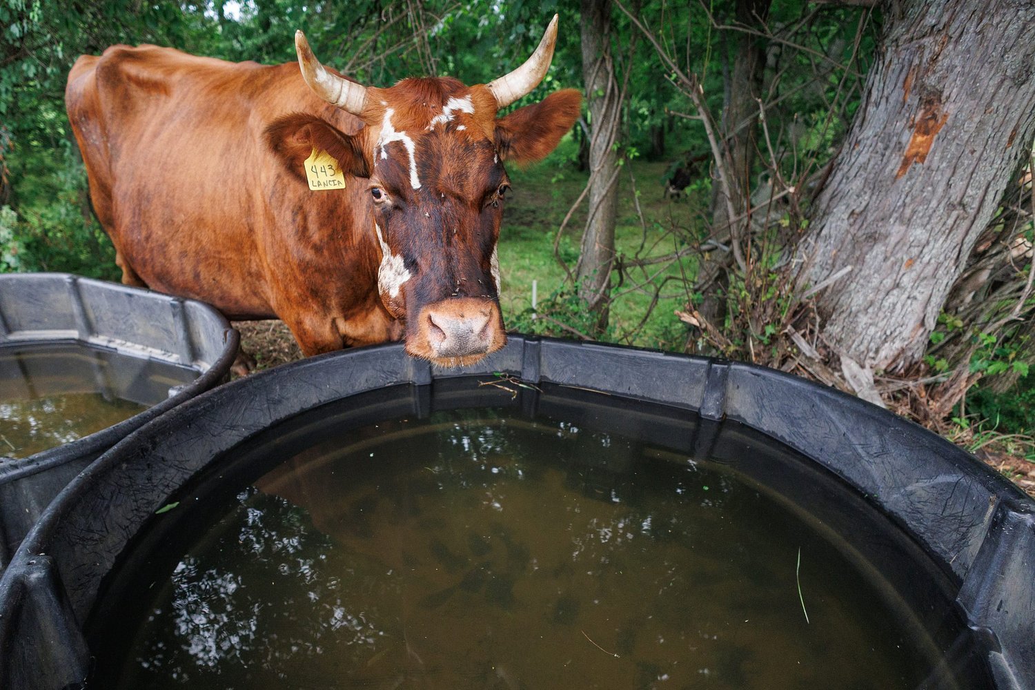 Common Ground: With technological advancements and welfare in mind, 'everybody wins, not just the animals'
