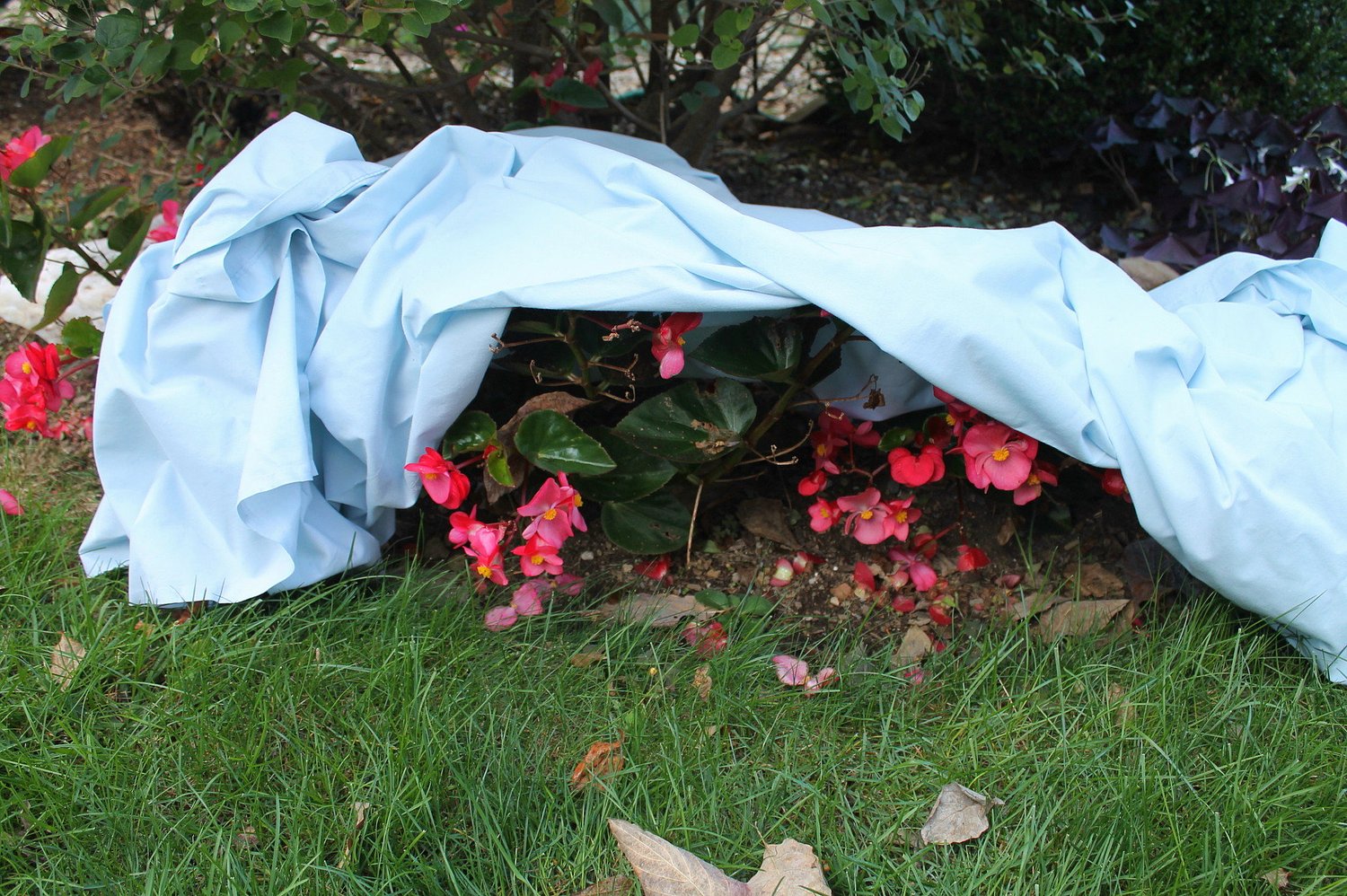 Friday night is looking frosty in Portland area, experts say, so better cover up those plants