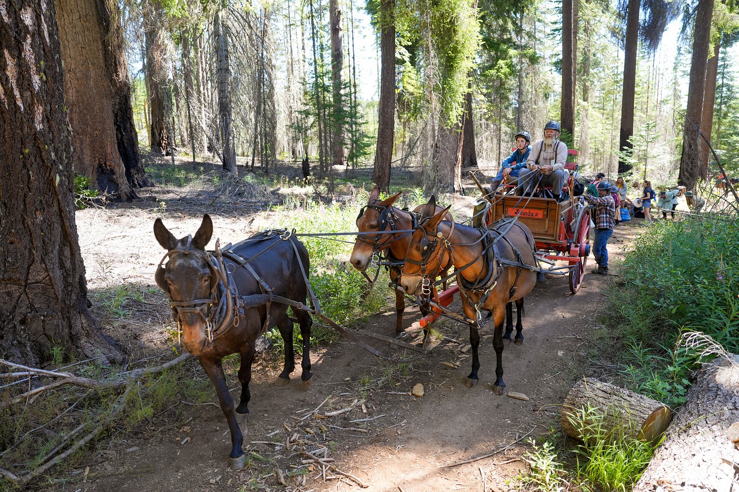 ‘Wagons Ho!’: This summer camp has families traveling Oregon’s historic trails by mule-drawn wagons