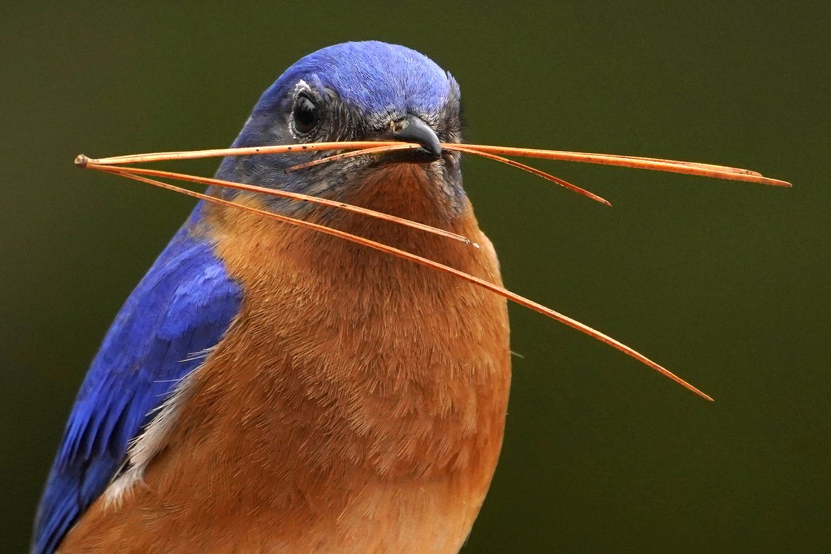 Maine publishes comprehensive study of the state's birds