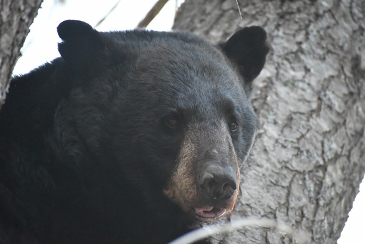 Maine Guide and tracker recover partially eaten black bear