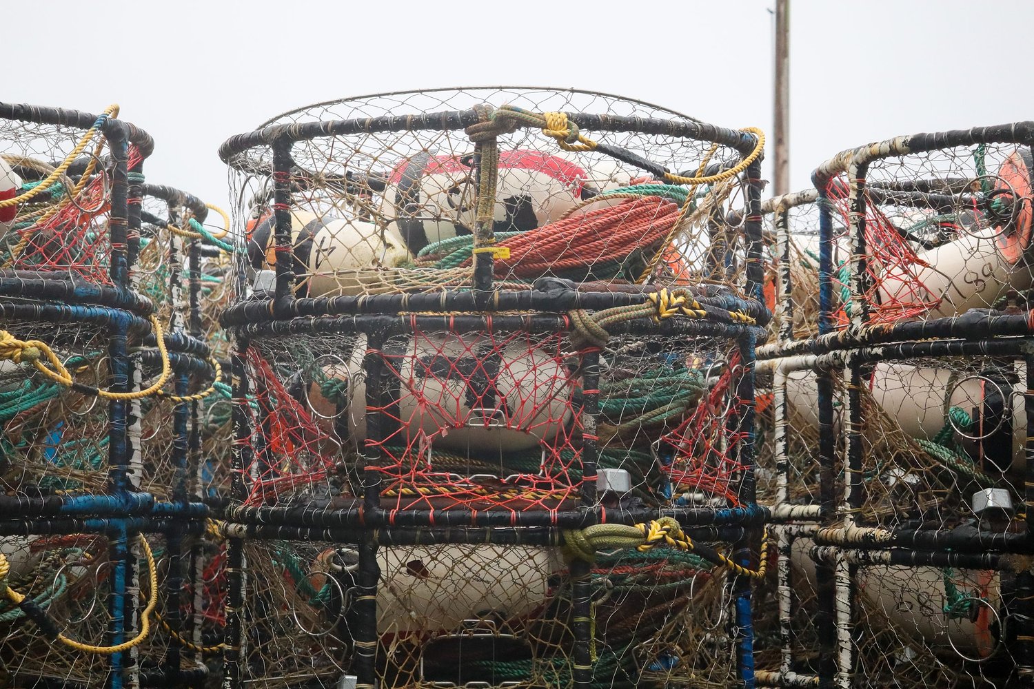 Oregon to start testing ropeless crabbing gear to prevent whale entanglements